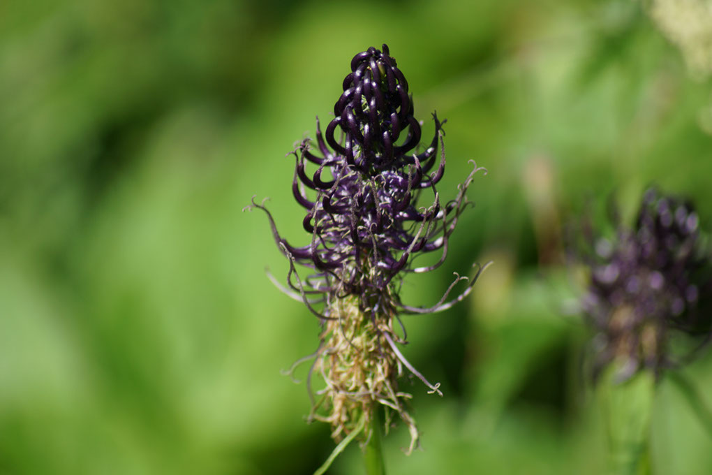 105-2013-08-10 plan serie (109)