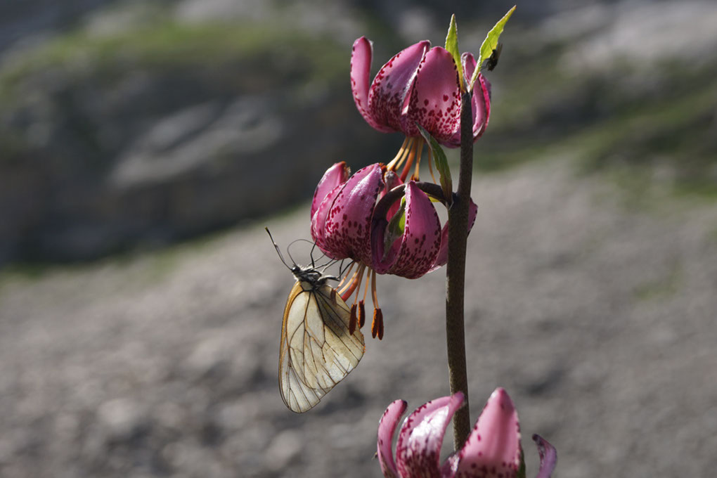 040-2013-08-03 Col Vanoise fleurs  (253)
