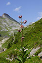 039-2013-08-03 Col Vanoise fleurs  (243)