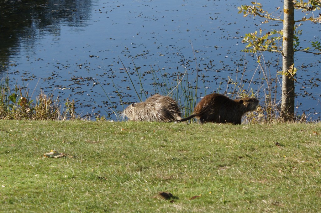 2018-09-26-golf-MGEN-Vendee (14).jpg