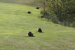 2018-09-26-golf-MGEN-Vendee (12).jpg 2018-09-26-golf-MGEN-Vendee (12).jpg