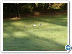 2020-10-09-golf arcachon-2F (54)