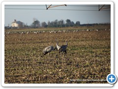 2019-01-03-grues (146)
