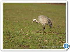 2019-01-03-grues (178)