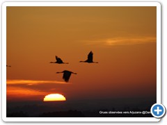 2019-01-04-grues (207)