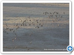 2019-01-04-grues (494)