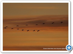 2019-01-04-grues (683)