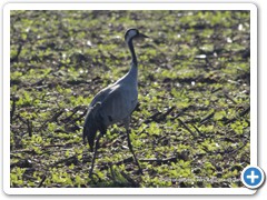 2020-01-04-grues (34)